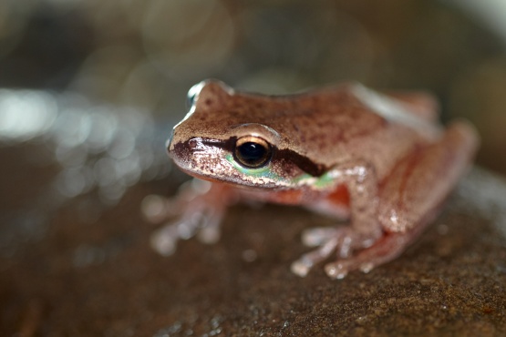 frogs essay Free essay: ko-kee, ko-kee are the mating calls of invasive coqui frogs who have invaded a majority of the big island these coqui frogs, also known as. frogs essay Free essay: ko-kee, ko-kee are the mating calls of invasive coqui frogs who have invaded a majority of the big island these coqui frogs, also known as.